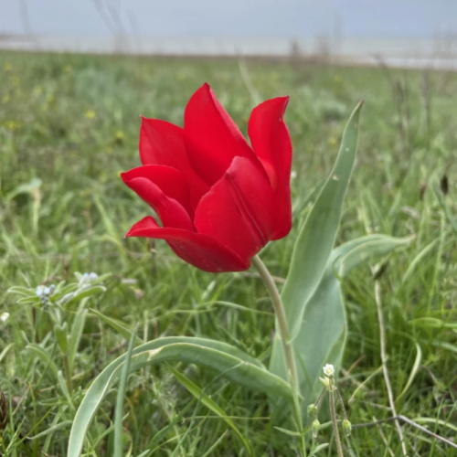 Цветущие тюльпаны и буддийские святыни: из Волгограда в Элисту