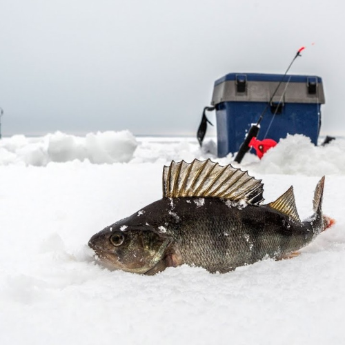 Рыбалка на Ладожском озере: перезагрузка вдали от города с комфортом (всё включено)