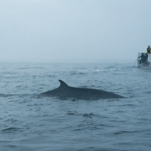 Арктические приключения: морская прогулка в поисках китов, Териберка и этническая деревня