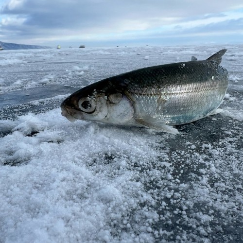 Зимняя рыбалка на льду Байкала своей компанией
