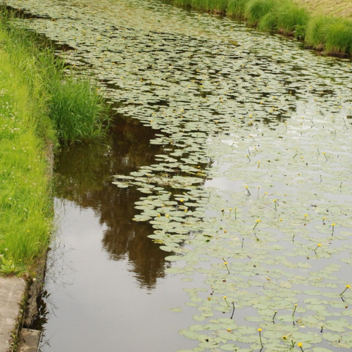 Императорские резиденции Петербурга: дворцово-парковый ансамбль в Павловске