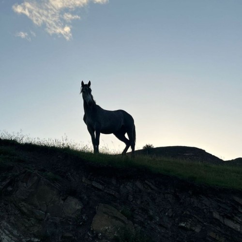 Верхом и на джипах по Чеченской Республике только для вашей компании