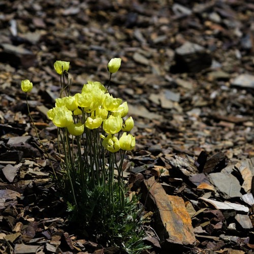 Наедине с Алтаем: высокогорные озёра, живописные долины и неземной ландшафт (всё включено)