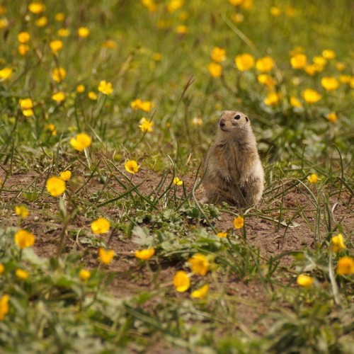 Высокогорный треккинг вокруг Эльбруса в Джилы-Су с проживанием в палатках