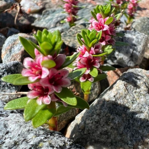 Шёпот волн, арктические дали, поморские селения: перезагрузка на Терском берегу