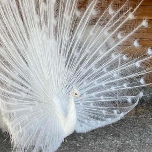 На Алтай из Новосибирска в мини-группе с проживанием в экодоме: топовые места и фермы