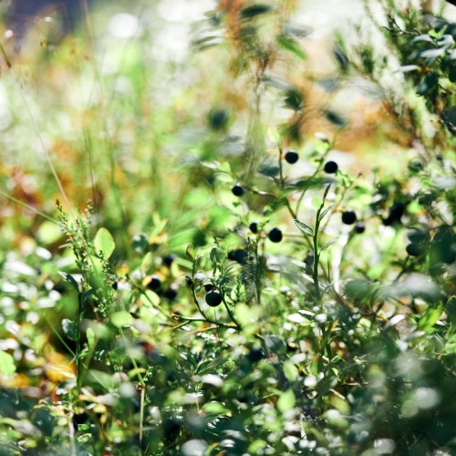 Малые скалы: однодневный скалолазный выезд из Петербурга
