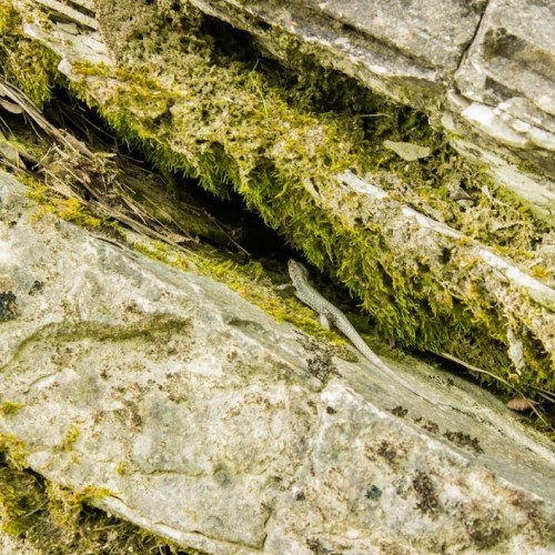 Запах разнотравья и никого вокруг: поход с рюкзаками по долине реки Пшада (всё включено)