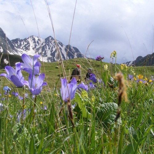 Россыпь цветов и мириады звёзд: астропоход в сердце гор (мини-группа)