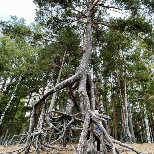Приморский Парадиз — Сестрорецк, Репино, Комарово и Зеленогорск