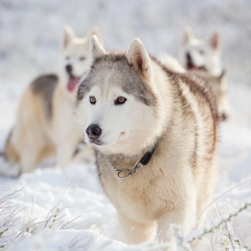 Карелии снежный узор: топовые места, зимние активности и прогулки на природе
