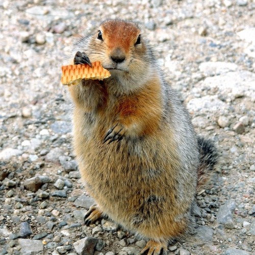 VIP-круиз с экспертами и музыкантами от Камчатки до Чукотки (всё включено)