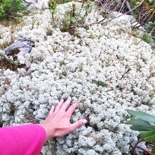 Сказочные Саяны: треккинг в природном парке «Ергаки»