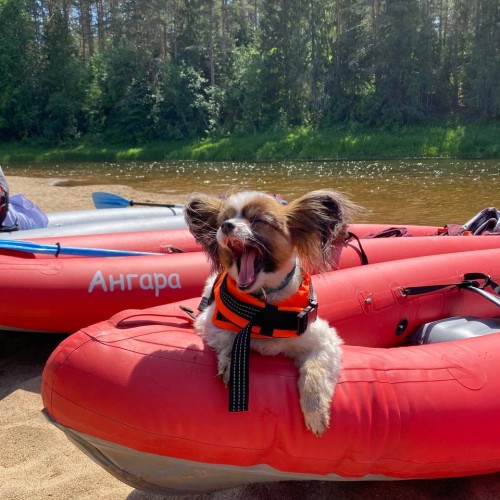 Очарование Медведицы: лёгкий сплав на байдарках (всё включено)
