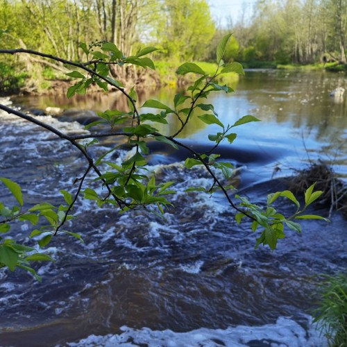 За окаменелостями музейного уровня в Ярославскую область с палеонтологом