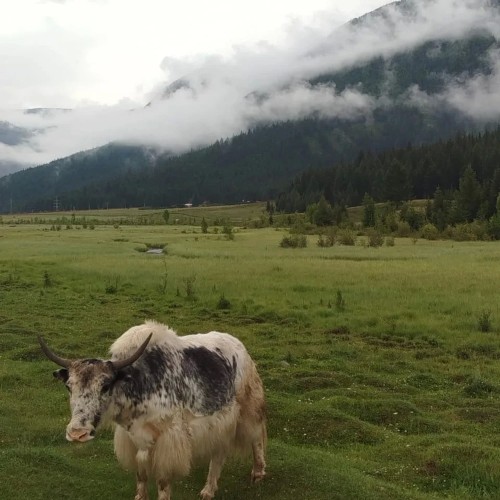 Алтай в цвету: маральник и Чуйский тракт — из Горно-Алтайска