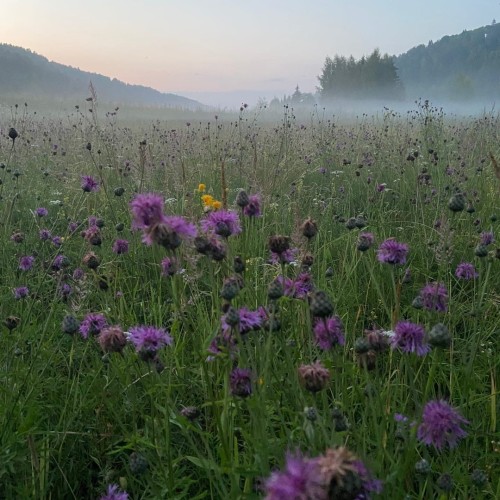 Течёт река Волга: лёгкий сплав на байдарках (всё включено)