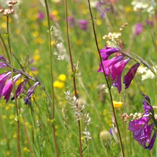 Треккинг налегке в Безенги с размещением в альплагере