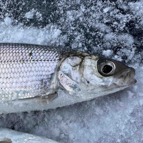 Зимняя рыбалка на льду Байкала своей компанией