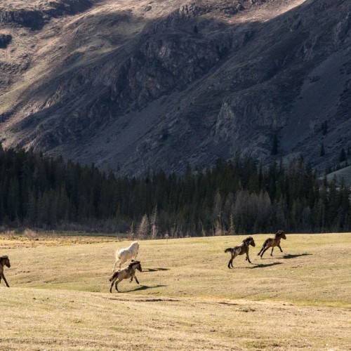 Комфорт-тур на Алтай с фотографом: полёт на вертолёте, парение и главные места (всё включено)