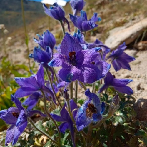 Высокогорный треккинг вокруг Эльбруса в Джилы-Су с проживанием в палатках