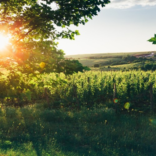 Вкусы черноморского побережья: винное путешествие по Сочи, Новороссийску, Геленджику, Анапе и Тамани