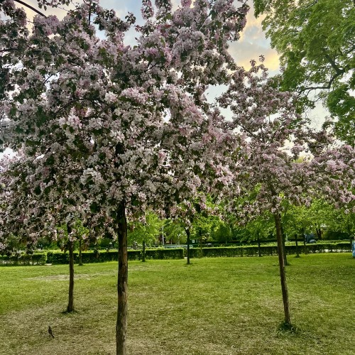 Петербург для жаворонков, или Утренняя прогулка по Петроградской стороне