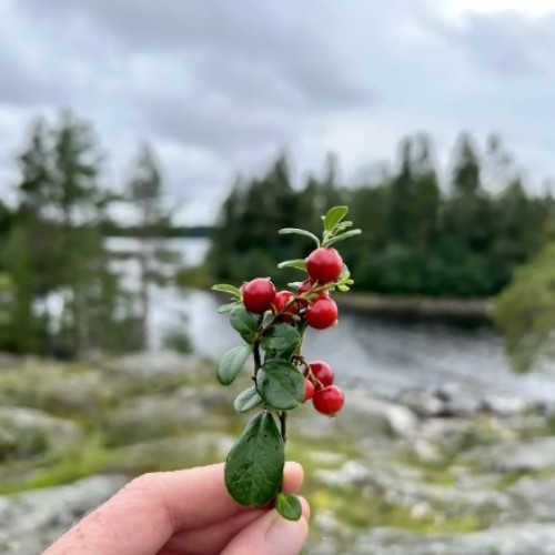 Активный тур в Карелии с размещением в глэмпинге: водные развлечения, квадроциклы и прогулки
