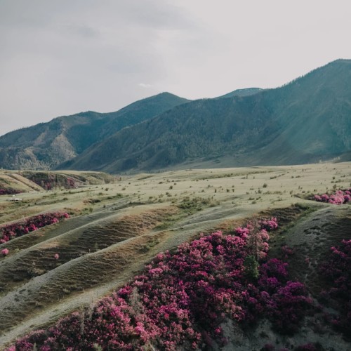 Первый вдох Алтая: фотосессия на берегах Катуни