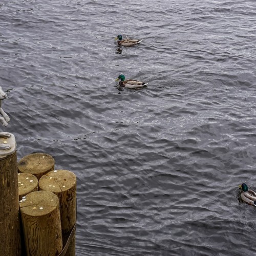 Мобильный квест: «Спасти загадочную княжну, или Приключения в Петропавловской крепости»