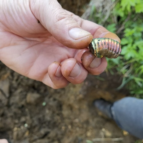 За окаменелостями музейного уровня в Ярославскую область с палеонтологом