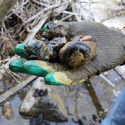 За окаменелостями музейного уровня в Ярославскую область с палеонтологом