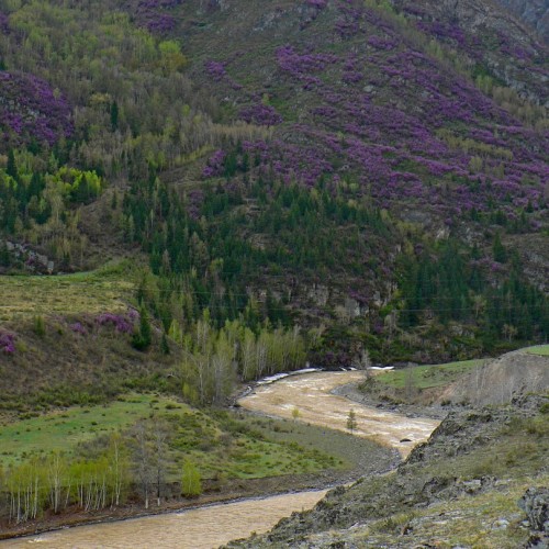 Майские на Алтае в сезон цветения маральника с ежедневными прогулками (всё включено)