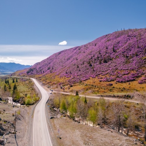 Алтай в цвету: маральник и Чуйский тракт — из Горно-Алтайска