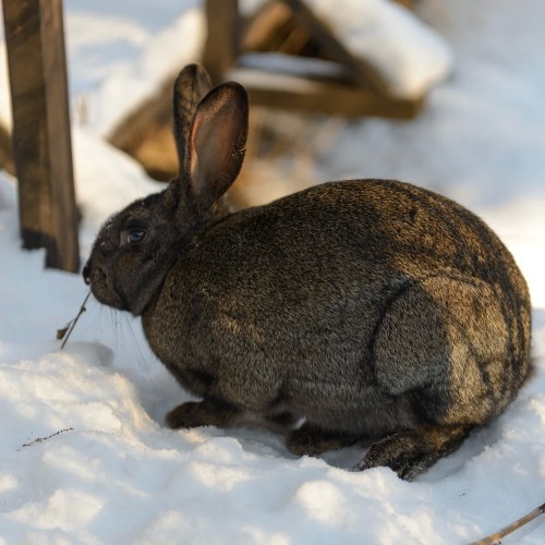 Горные перевалы и бирюзовые реки Алтая