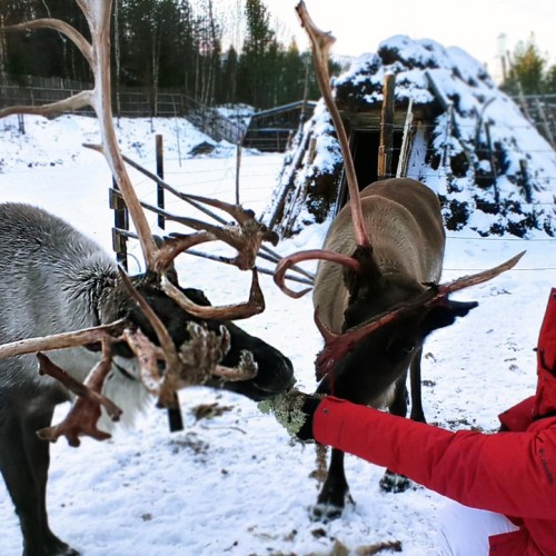 Снежная сказка за полярным кругом: Мурманск и Териберка