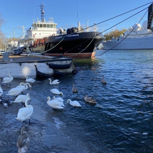 Индивидуальное путешествие по Калининграду и балтийским берегам