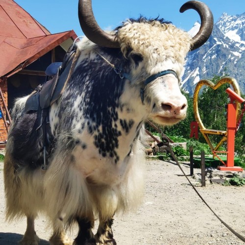 Палитра впечатлений на Кавказе: Кисловодск, Приэльбрусье, Домбай