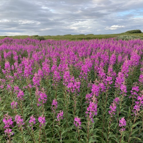 Экстремальная экспедиция на вездеходах: 1000 км вдоль Баренцева и Белого морей (всё включено)