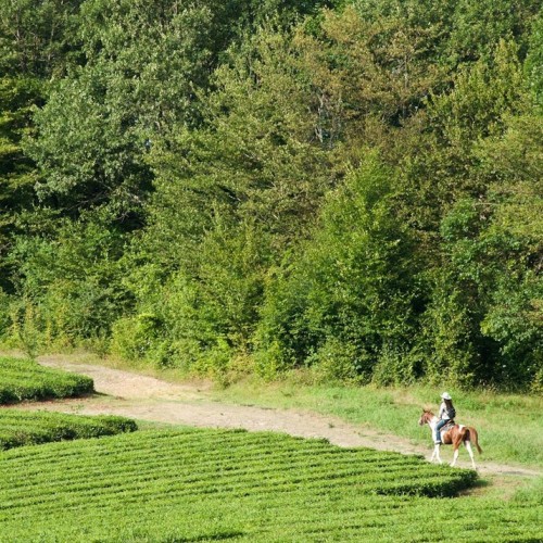 Приключения на лошадях в Сочи для новичков и опытных: по ущельям, долинам и лесам
