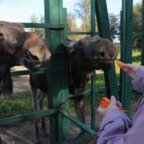 Костромской трип: выходные на Волге с посещением лосиной фермы и дегустацией в Музее сыра