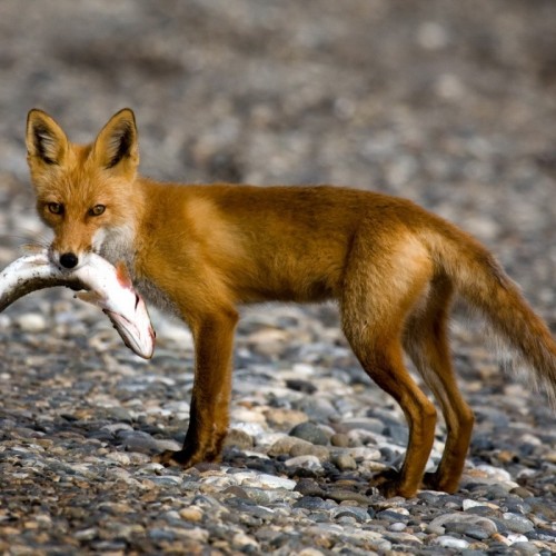 Навстречу гренландским китам: экспедиция к Шантарским островам с лекциями биологов