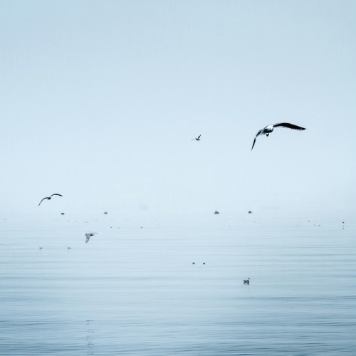 Навстречу гренландским китам: экспедиция к Шантарским островам с лекциями биологов