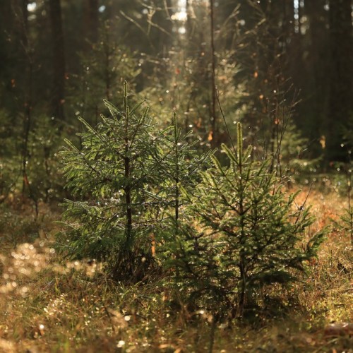 По тропам Торжокского района: пеший поход с рюкзаками