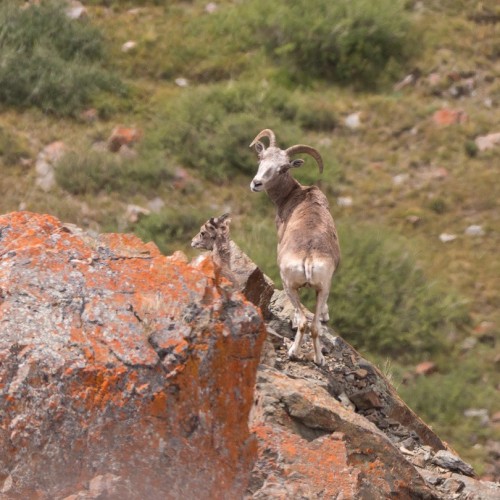 Наедине с Алтаем: высокогорные озёра, живописные долины и неземной ландшафт (всё включено)