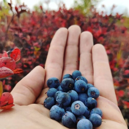 2500 км по Камчатке: вулканы, источники, океан