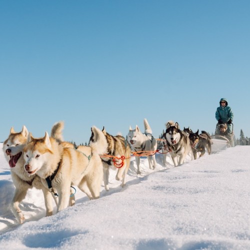 Хаски, «Рускеала», водопады: мини-путешествие в Карелию из Санкт-Петербурга на автобусе