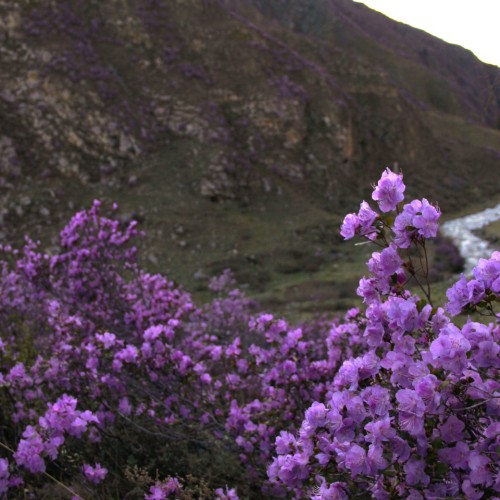 Сиреневые горы, Алтай и май: главные места во время цветения маральника в мини-группе (всё включено)