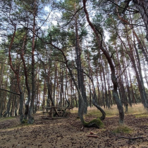 Индивидуальная прогулка выходного дня: Калининград, Зеленоградск, Куршская коса