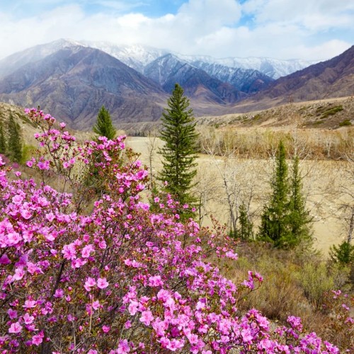 По цветущему Алтаю с выездом из Новосибирска и Горно-Алтайска: топовые места
